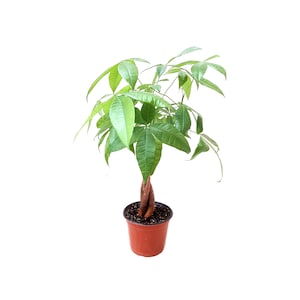 May include: A small, potted money tree plant with vibrant green leaves and a braided trunk. The plant is in a brown plastic pot, set against a clean white background. The leaves are a bright green color.