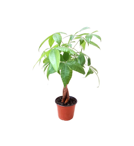 best aritificial philodendron leaf Philo Artificial Philodendron Potted Plant 39'' main image 1
