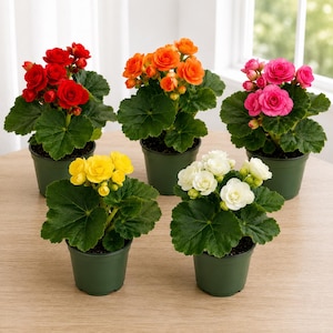 May include: Five potted Kalanchoe blossfeldiana plants with vibrant clusters of red, orange, pink, yellow, and white flowers. Each plant features dark green, scalloped leaves and is housed in a simple, dark green plastic nursery pot.