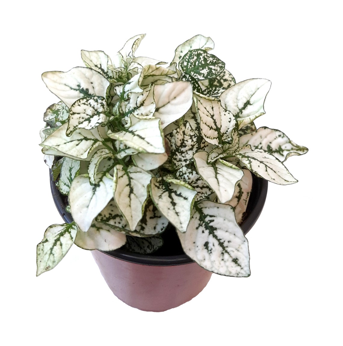 3.5Pot of White Polka Dot Plants Hypoestes phyllostachya Etsy