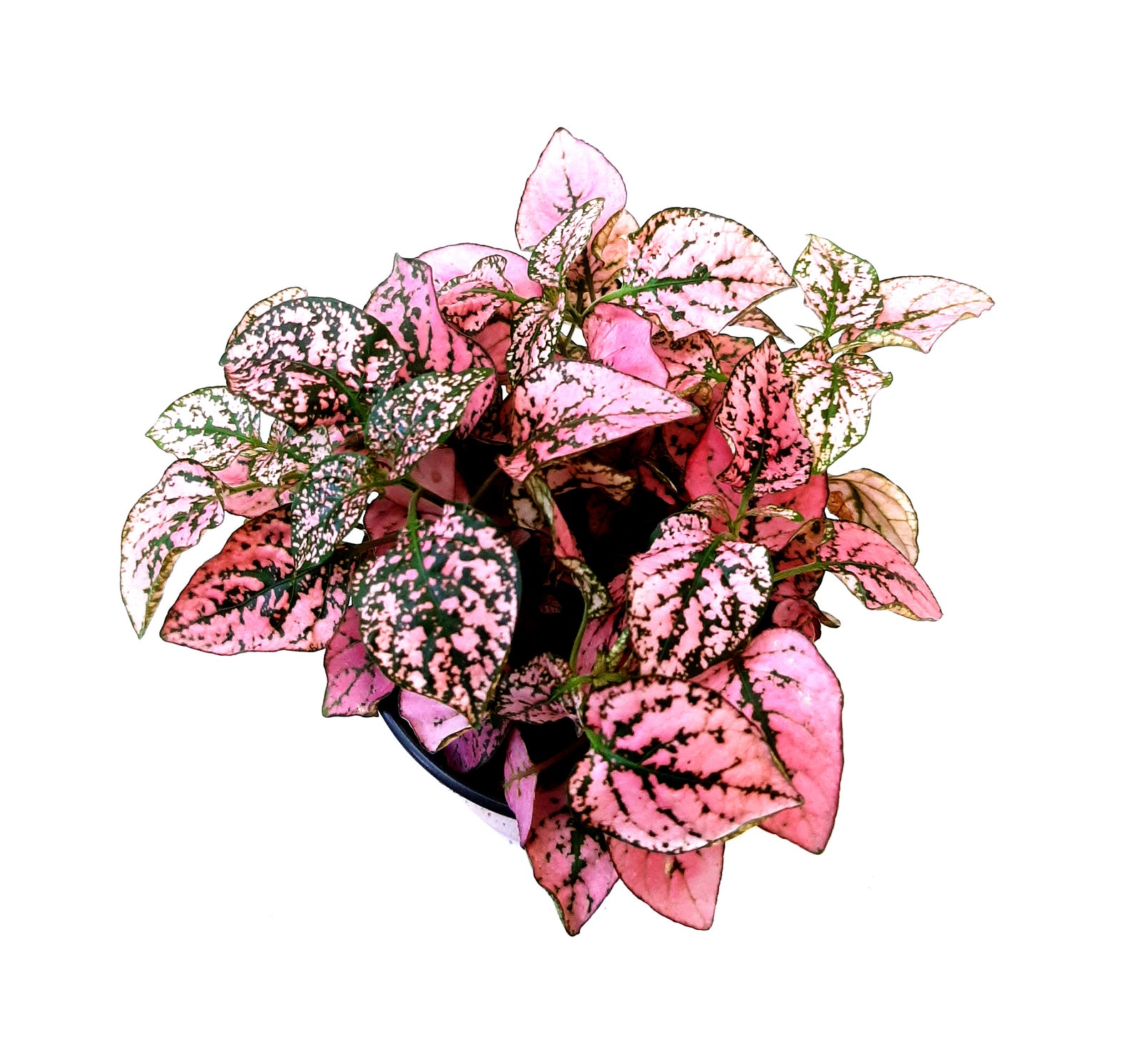 3.5pot of pink polka pot plants Hypoestes phyllostachya | Etsy