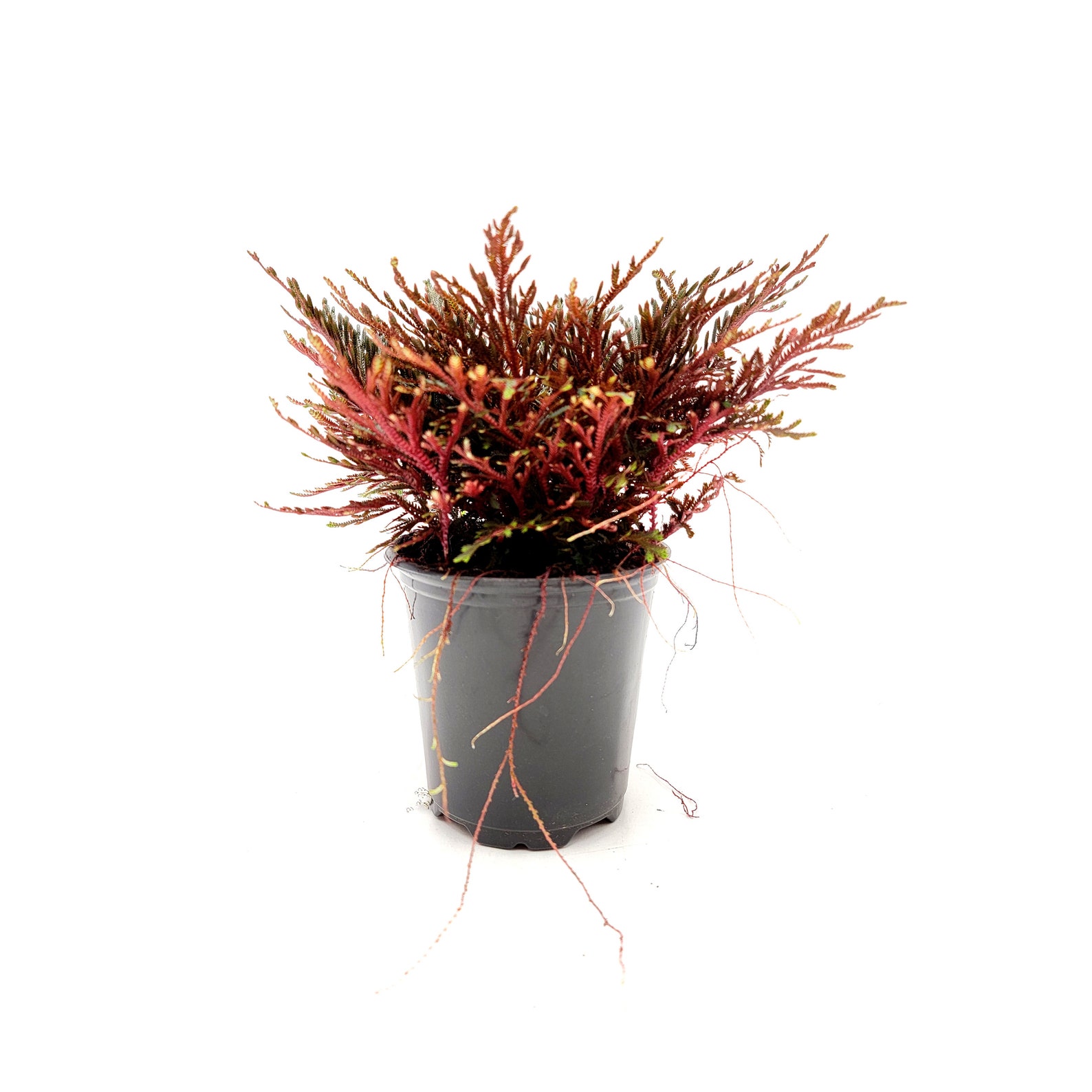 Ruby Red Club Moss Selaginella Erythropus Etsy