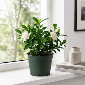 Indoor Gardenia - Etsy