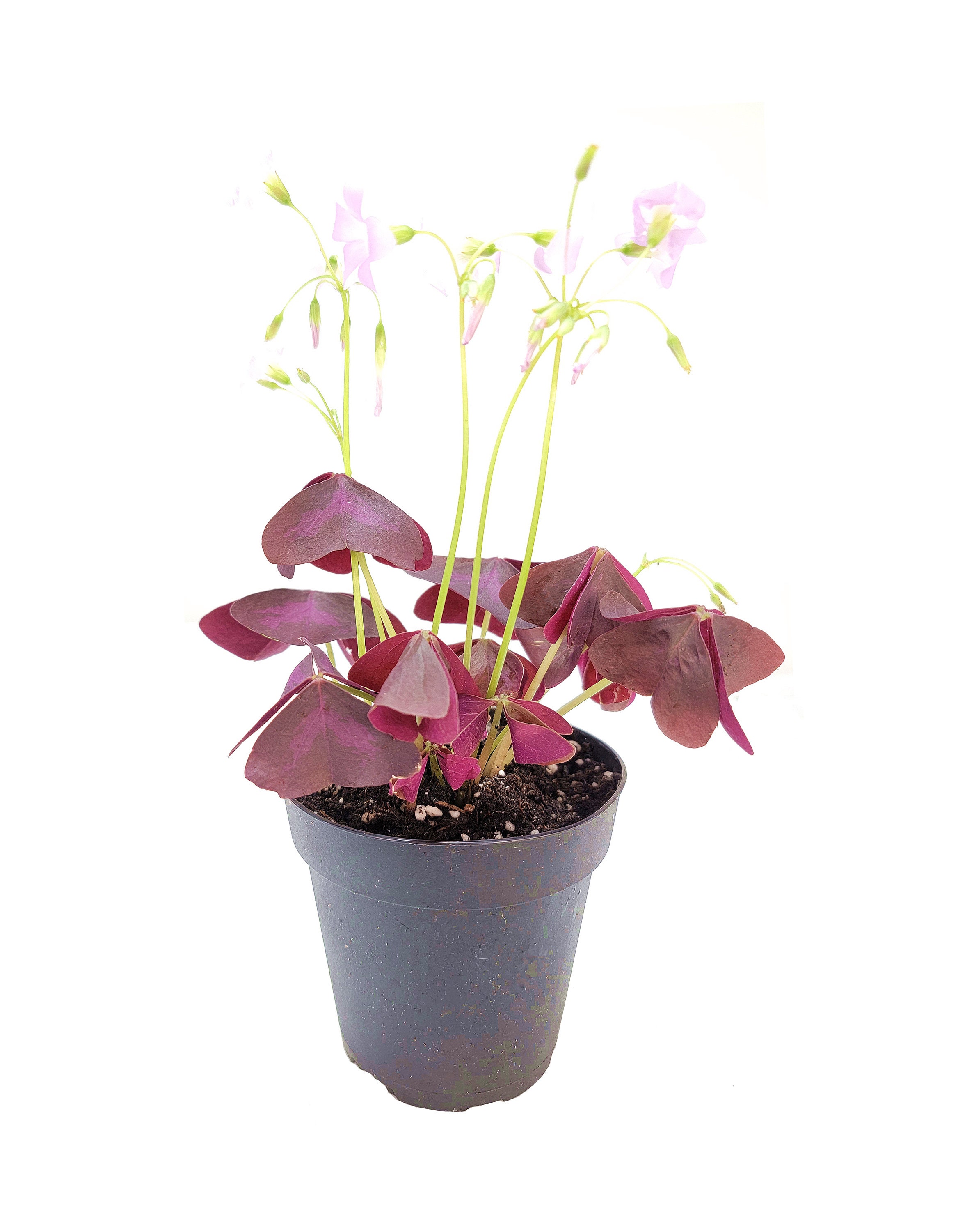 4pot of Live Plant Purple Shamrocks Oxalis Triangularis Etsy UK
