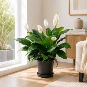 May include: A lush peace lily plant in a black pot with a matching saucer. The plant features large, dark green leaves and several white, hooded flowers. The plant is indoors, near a window, and adds a touch of nature to the room.