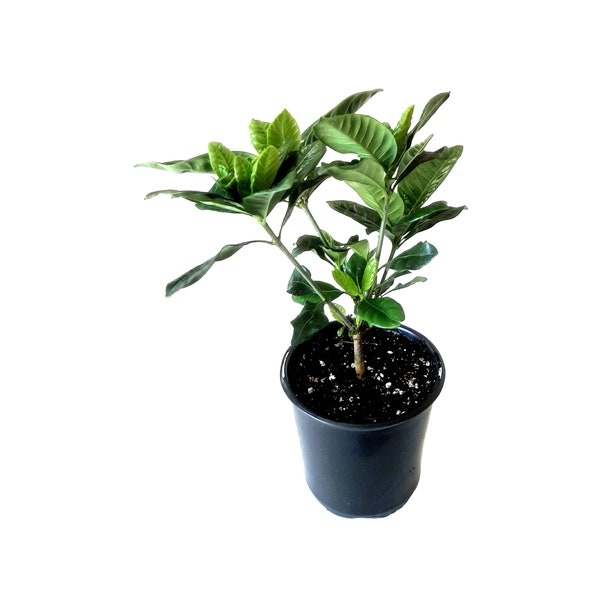 4” Gardenia, Gardenia Jasminoides, Common Gardenia, Cape Jasmine – Houseplants, Garden Plants, Flowering Plants, Fragrant Plants
