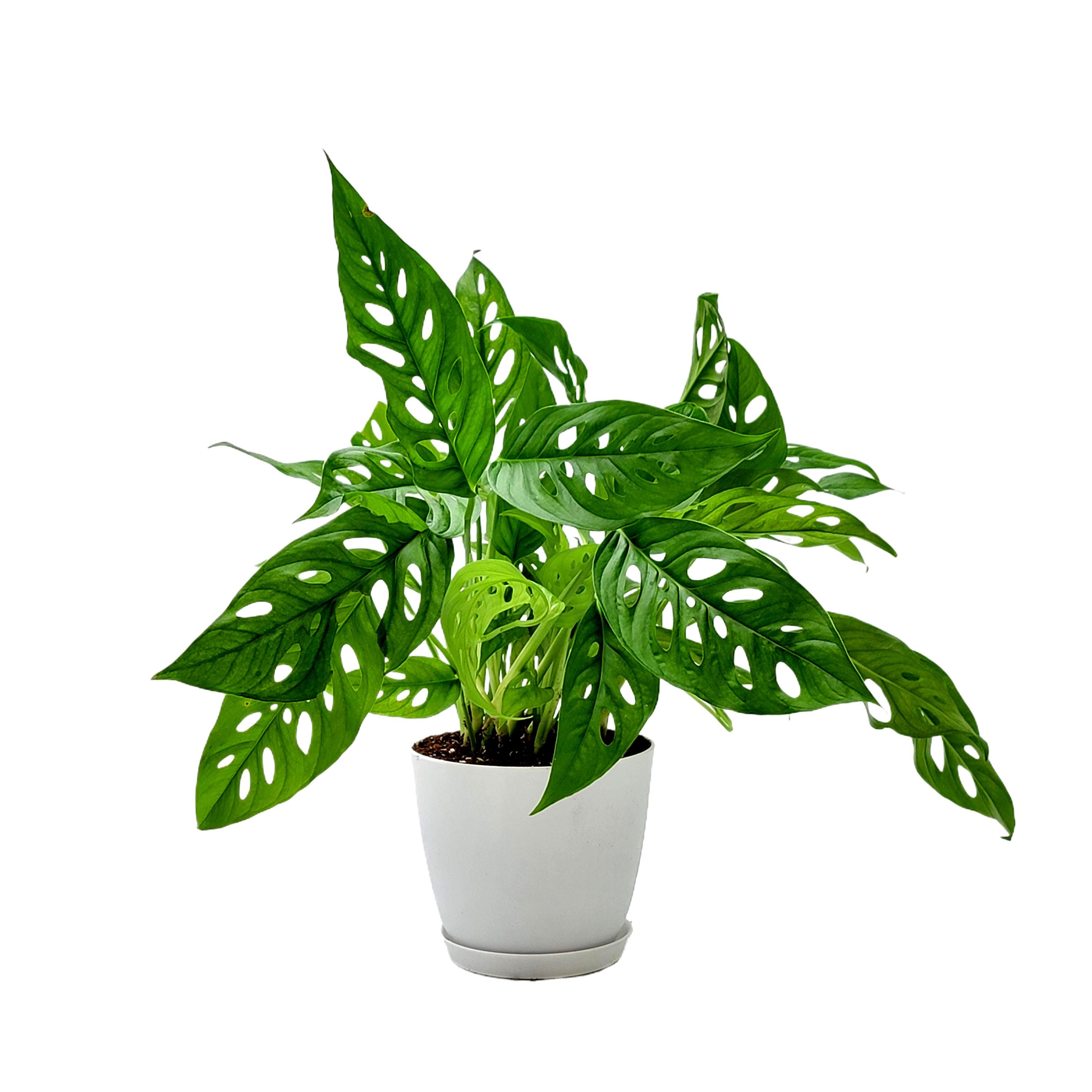 jada plant HFF-40 Seetha Jada