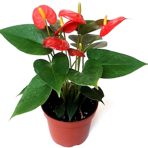 May include: A potted Anthurium plant with vibrant red spathes and yellow spadices. The plant features large, glossy green leaves and is set in a brown plastic pot. The image is against a white background, highlighting the plant's colors and details.