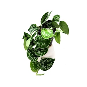 May include: A potted silver satin pothos plant with trailing vines and variegated green and white leaves.
