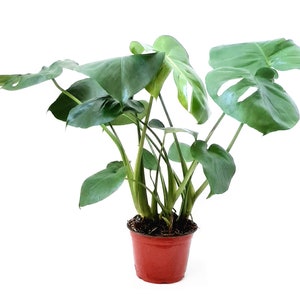 6&quot; Monstera, Split-leaf philodendron, Monstera Deliciosa - House Plants, Tropical Plants, Foliage plants, Home Déco