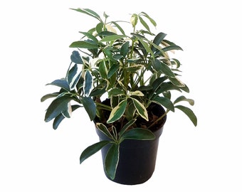 4” Variegated Dwarf Umbrella Tree, Schefflera Arboricola, Arboricola Tree – Houseplants, Indoor Trees, Home Décor, Foliage Plants