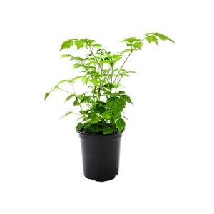 May include: A small green plant with lush foliage growing in a black plastic pot. The plant is isolated against a white background.