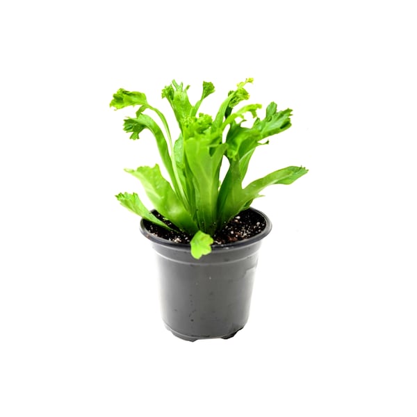 3.5”-pot of Bird Nest 'Leslie' Fern, Asplenium antiquum ‘Leslie’ – Houseplants, Gift Plants, Bathroom Plants, Terrarium Plants, Air Purifier