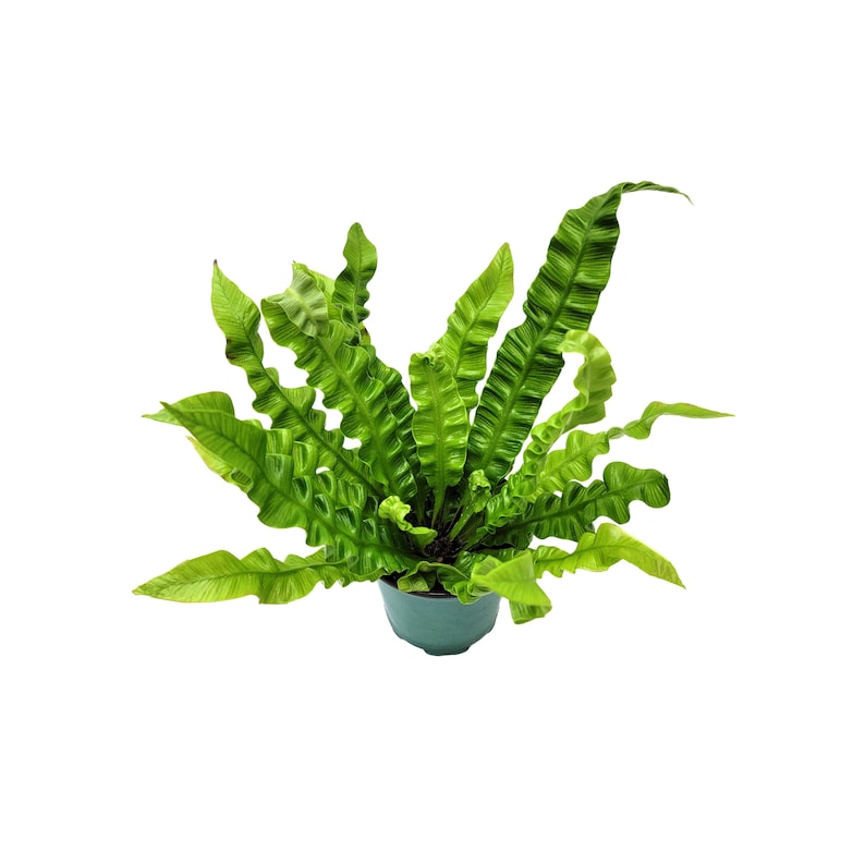Crispy Wave Fern, Asplenium Nidus, Birds Nest Fern – Houseplants, Gift ...