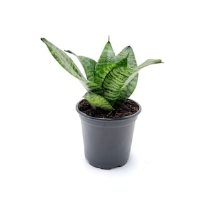 May include: A small potted snake plant with green and white striped leaves in a black plastic pot.