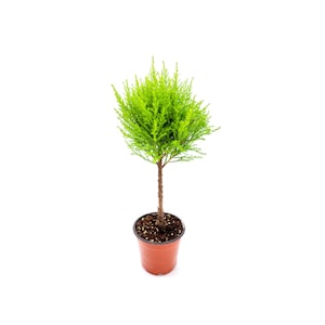 4.5&quot;-pot of Topiary Lemon Cypress Tree, Cupressus macrocarpa, Goldcrest Cypress – Lemon Fragrance, Bonsai Plants, Gifts