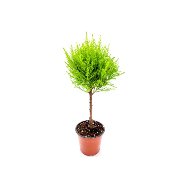 4.5"-pot of Topiary Lemon Cypress Tree, Cupressus macrocarpa, Goldcrest Cypress – Lemon Fragrance, Bonsai Plants, Gifts