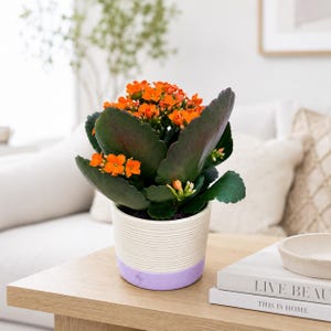 May include: A Kalanchoe blossfeldiana plant with vibrant orange flowers and thick, dark green scalloped leaves, potted in a cylindrical container featuring a white ribbed upper section and a solid light purple base.