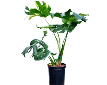Premium Thai Constellation Monstera - Large Statement Houseplant in 9-Inch Pot, Rare Indoor Floor Plant Beauty