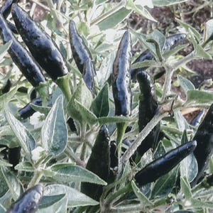 Op de afbeelding: Close-up van een plant met donkerpaarse pepers die erop groeien. De pepers zijn lang en dun en worden omringd door groene bladeren.