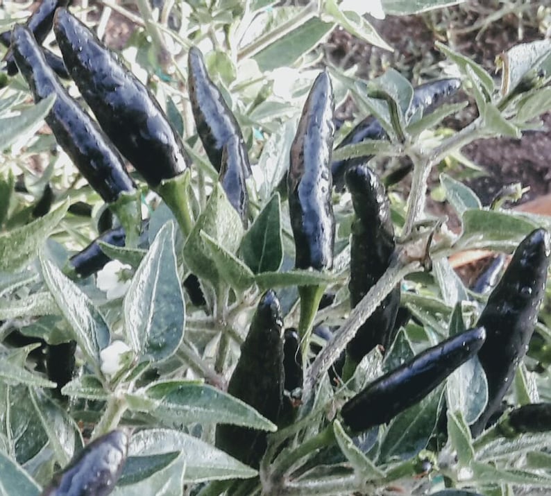 Op de afbeelding: Close-up van een plant met donkerpaarse pepers die erop groeien. De pepers zijn lang en dun en worden omringd door groene bladeren.