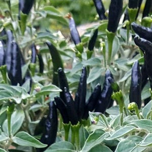 Op de afbeelding: Een close-up van een plant met veel donkerpaarse pepers die erop groeien. De pepers zijn lang en dun en ze groeien in clusters aan de takken. De plant is omringd door groene bladeren.