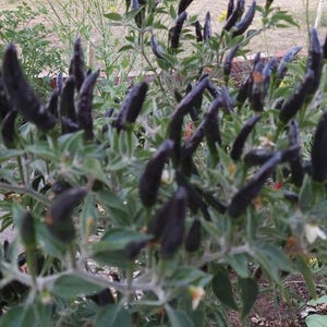 Op de afbeelding: Een close-up van een peperplant met veel donkerpaarse pepers die erop groeien. De pepers zijn lang en dun en ze groeien in clusters aan de takken. De plant groeit in een tuin.