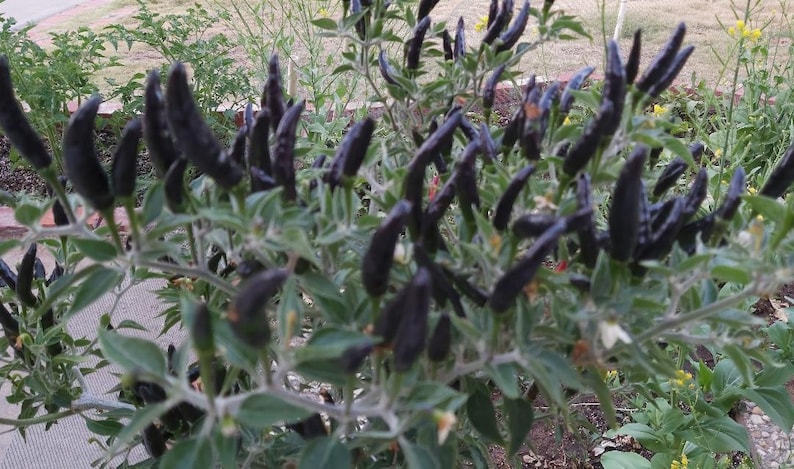 Op de afbeelding: Een close-up van een peperplant met veel donkerpaarse pepers die erop groeien. De pepers zijn lang en dun en ze groeien in clusters aan de takken. De plant groeit in een tuin.