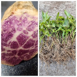 May include: A split purple sweet potato with a vibrant, patterned interior next to a bundle of green leafy plants with exposed roots. The sweet potato's flesh is a deep purple with white veins.