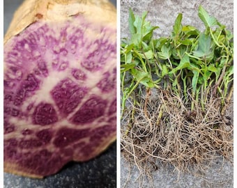 7 Rooted slips of Organic Hawaii/Okinawa Purple Sweet Potato
