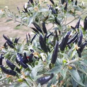 Op de afbeelding: Een close-up van een peperplant met veel donkerpaarse pepers die eraan groeien. De plant heeft groene bladeren en witte bloemen.