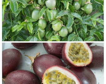 30+ Organic Passion fruit seeds