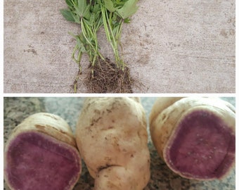 6 Rooted Organic Okinawan Hawaii Purple Sweet Potato slips