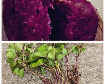 6  Rooted Purple Molokai Sweet Potato slips