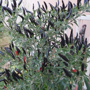 Op de afbeelding: Een close-up van een peperplant met donkerpaarse pepers. De plant zit vol met pepers en heeft groene bladeren.