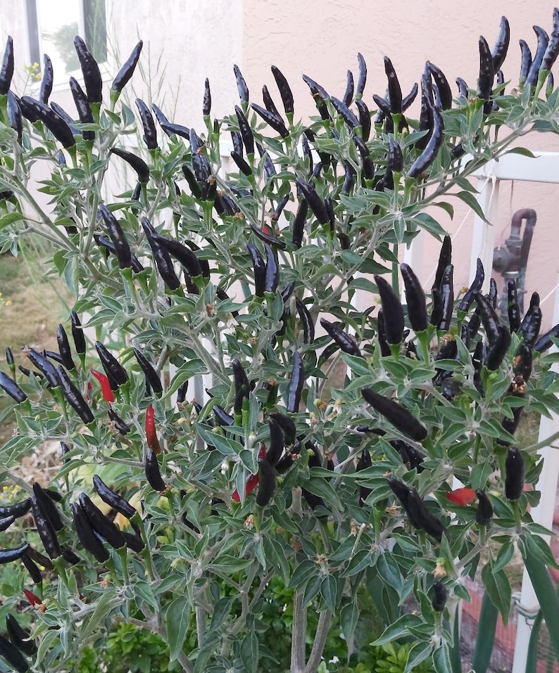 Op de afbeelding: Een close-up van een peperplant met donkerpaarse pepers. De plant zit vol met pepers en heeft groene bladeren.