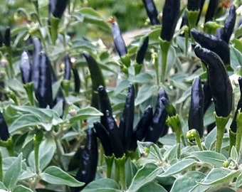 Black cobra pepper deals