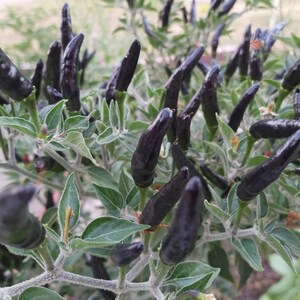 Op de afbeelding: Een close-up van een peperplant met veel donkerpaarse pepers die erop groeien. De pepers zijn lang en dun en ze groeien in clusters aan de takken.