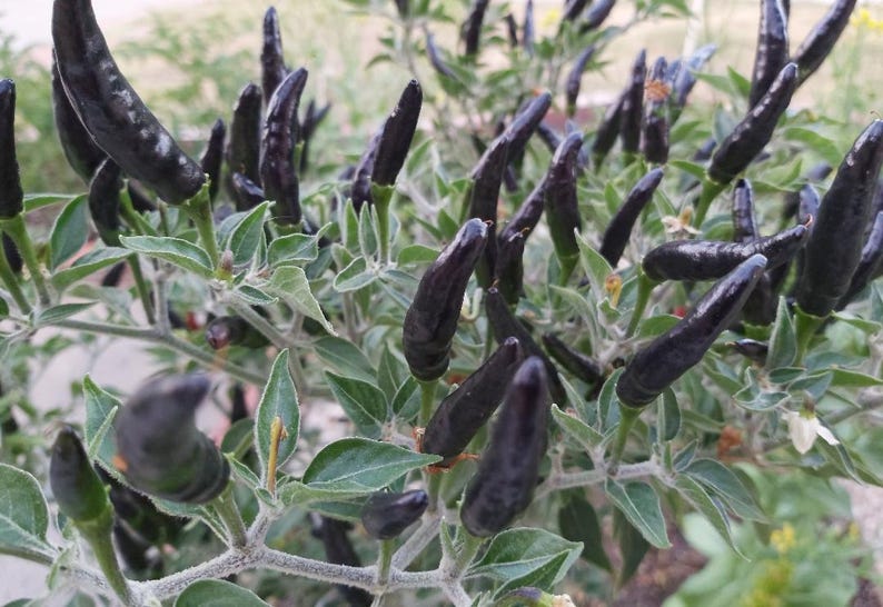 Op de afbeelding: Een close-up van een peperplant met veel donkerpaarse pepers die erop groeien. De pepers zijn lang en dun en ze groeien in clusters aan de takken.