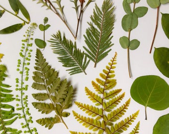 Gepresste grüne Blätter und Stiele Fotodruck 20x10, gepresster Farn, Eukalyptus
