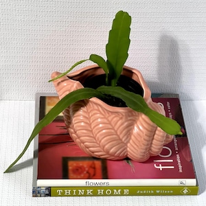 Vintage 70s 80s Ceramic Conch Shell Planter Pink | Shel l Conch Shell Flower Pot Cache Pot