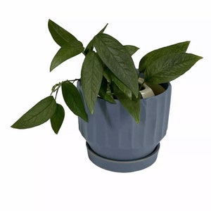 May include: A houseplant with dark green leaves in a blue ceramic pot with a fluted design. The pot has a matching saucer.