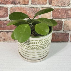 May include: A potted plant with large, round, green leaves speckled with white dots. The plant sits in a white ceramic pot with a green geometric pattern and a matching saucer. The background is a brick wall.