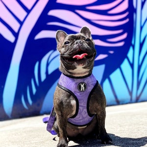 Miss frenchie jumpsuit deals