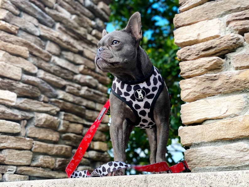 Op de afbeelding: Een grijze Franse bulldog met een zwart-wit gestippeld hondenharnas met een rode riem. De hond staat op een stenen muur.