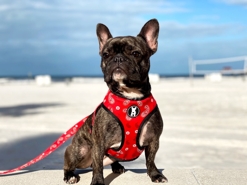 Op de afbeelding: Een zwarte en bruine Franse bulldog met een rood bandana-patroon harnas en riem. De hond zit op een wit zandstrand.