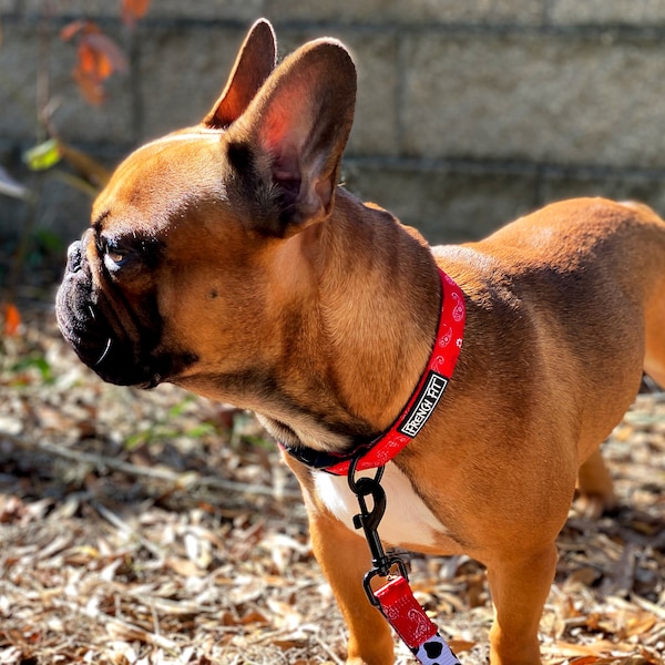 French Fit Red Paisley Collar