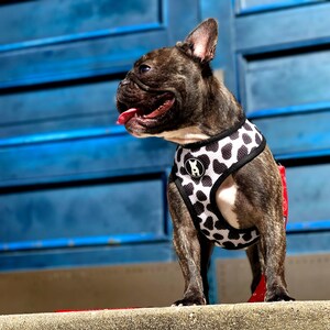 Op de afbeelding: Een Franse bulldog met een zwart-wit gestippeld harnas en een rode riem. De hond staat op een betonnen trede voor een blauwe houten deur.