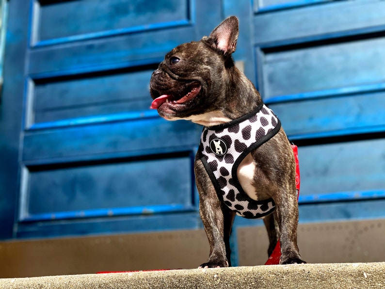 Op de afbeelding: Een Franse bulldog met een zwart-wit gestippeld harnas en een rode riem. De hond staat op een betonnen trede voor een blauwe houten deur.