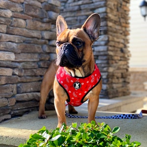 Op de afbeelding: Een bruine en witte Franse bulldog met een rood bandana-harnas met witte paisley-print en een zwart poot-afdruklogo. De hond staat op een stenen oppervlak met groene planten op de voorgrond.